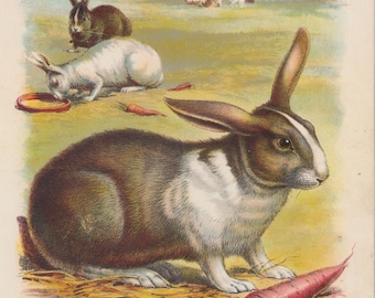★Original ART  ‘RABBIT' il_340x270.1899061787_jza3.jpg
