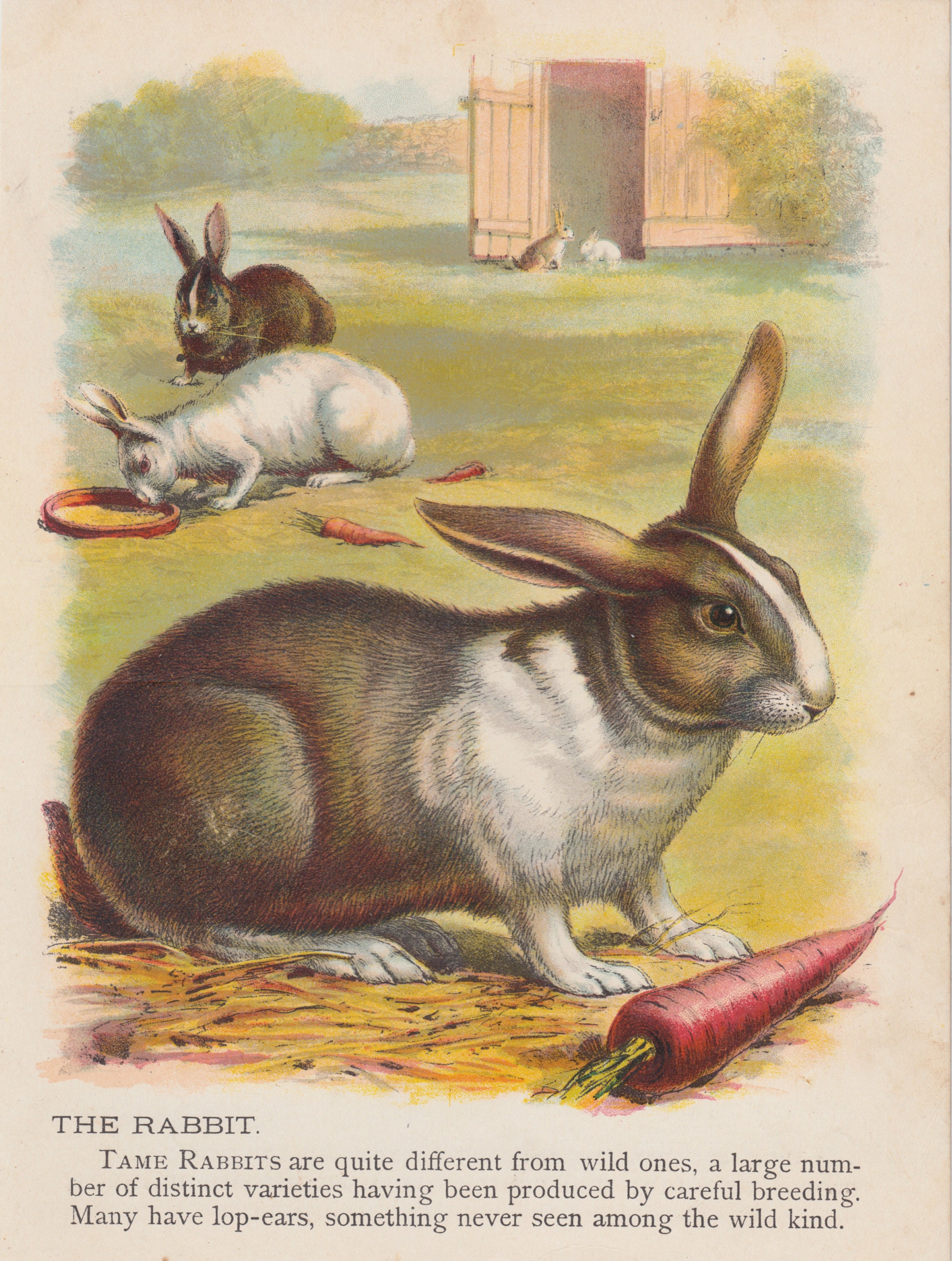 ★Original ART  ‘RABBIT' Bunny Rabbit Art Rabbits Eating Carrots Animal Antique Art Print