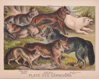 Antique Wolf and Coyote Lithograph Print 1880, Wildlife Wall Art