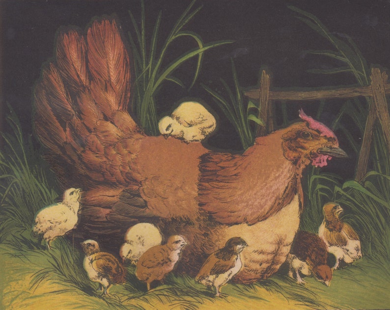 Chicken Hen with Baby Chicks Poultry Birds Farm Animals Rare Antique Art Print Lithograph 1865