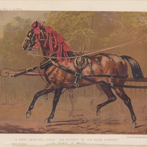Temprano Equestrian Horse Litografía British Royal Carriage Horse en Arnés Equino Animales Arte Impresión Antigua 1873