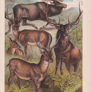 Moose Elk and Deer Wildlife Woodland Animal Antique Art Print Lithograph 1880