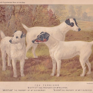 Fox Terrier Dogs Terrier Dog Art Antique Print Lithograph 1881