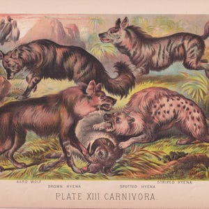 Può includere: Illustrazione vintage di varie iene e un protelo. L'immagine presenta un protelo marrone, una iena marrone, una iena maculata e una iena striata. Il testo in basso recita "PLATE XIII. CARNIVORA."