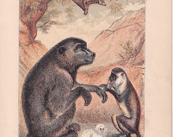 Antique Lemurs Monkeys Lithograph Print 1879 Natural History Wall Art