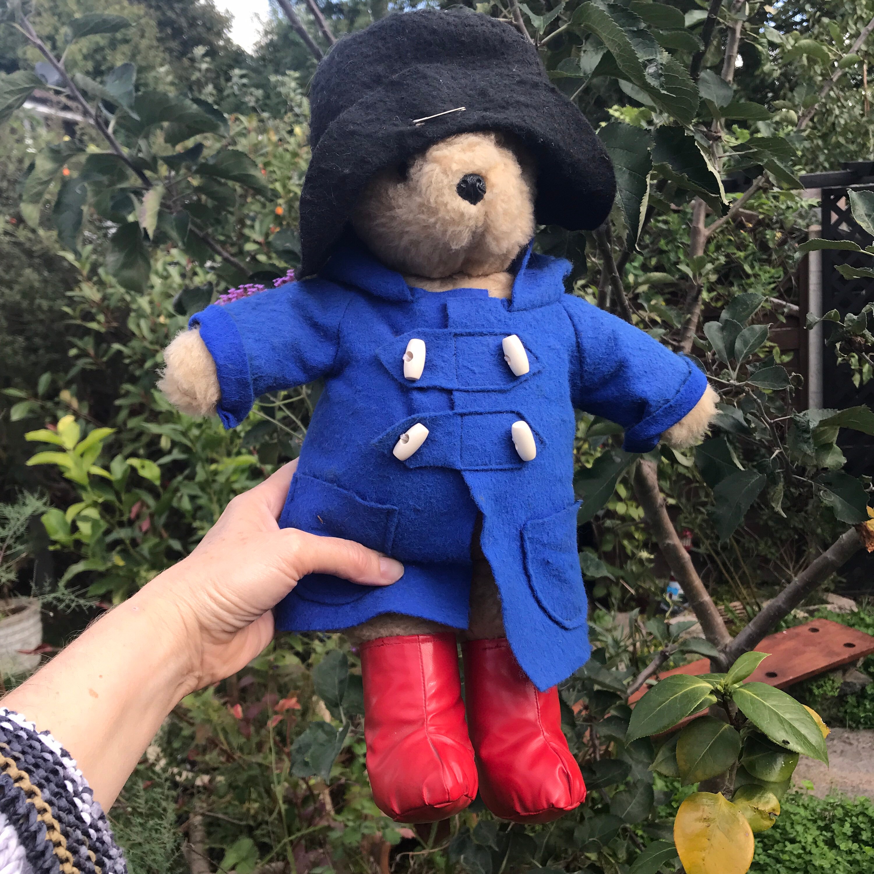 royal blue teddy bear coat