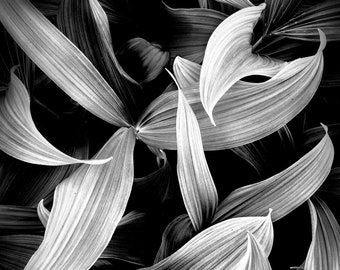 Curves, Mt Rainier, National Park, abstract, flowers, wall art, fine art, metal print, giclee print, landscape, nature, photograph