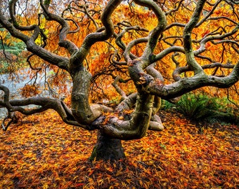 Autumn Twister, fall color, Japanese Maple, fall, wall art, landscape, photo, nature, print, fall leaves, PNW, Maple tree