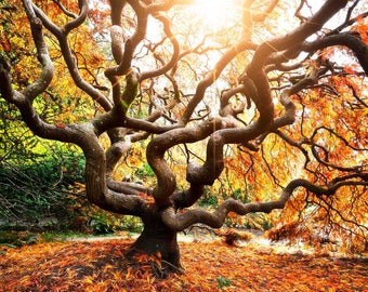Fall Sun, fall color, Japanese Maple, fall, wall art, landscape, photo, nature, print, fall leaves, PNW, Maple tree, autumn