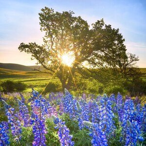 Spell Bound, columbia hills, washington, sunrise, lupine, flowers, wild flowers, columbia river gorge, oregon, pacific northwest, dalles,