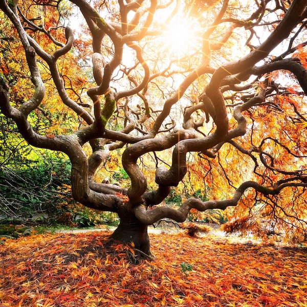 Fall Sun, fall color, Japanese Maple, fall, wall art, landscape, photo, nature, print, fall leaves, PNW, Maple tree, autumn