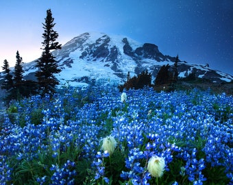 Starlit Blooms, wall art, photo, giclee print, landscape photography, photograph, mountains, wild flowers, Washington, mt. rainier, sunset
