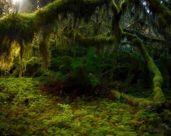 hoh rain forest etsy