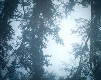 The Abyss II, trees, fog, foggy, wall art, washington, mountains, cold, photo, photography