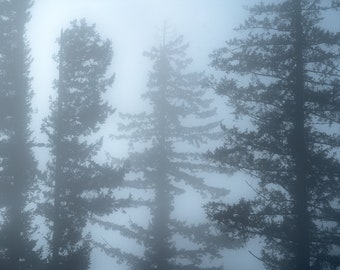 Mist winter, trees, fog, foggy, wall art, washington, mountains, cold, photo, photography