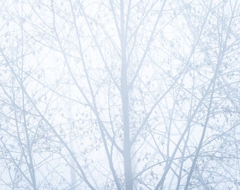 Light and Shadow, winter, trees, fog, foggy, wall art, washington, mountains, cold, photo, photography
