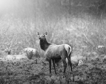 The Look, wildlife, elk, elk herd, sunrise, foggy, mist, animals, wild animals, wall art, photograph, black and white, monochrome