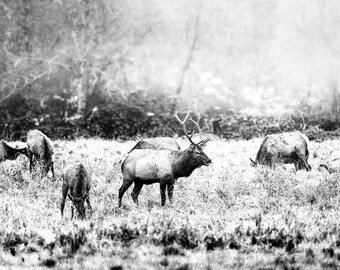 The Bull, wildlife, elk, elk herd, sunrise, foggy, mist, animals, wild animals, wall art, photograph, black and white, monochrome