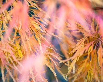 Vine Leaf Bokeh, fall color, autumn, fall, wall art, landscape, photography, photo, nature, print, fall leaves, PNW, abstract, Maple tree