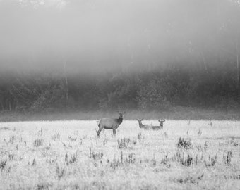 Unison, wildlife, elk, elk herd, sunrise, foggy, mist, animals, wild animals, wall art, photograph, photography, black and white, monochrome