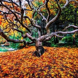 The Kraken, fall color, Japanese Maple, fall, wall art, landscape, photo, nature, print, fall leaves, PNW, Maple tree, autumn