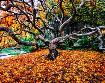 The Kraken, fall color, Japanese Maple, fall, wall art, landscape, photo, nature, print, fall leaves, PNW, Maple tree, autumn