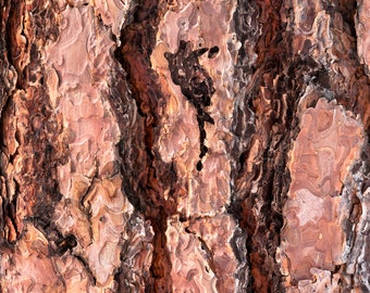 Pine Canyon, Ponderosa, Tree Bark, photograph, photo, abstract, wall art, pastels, pastel, desert, Washington, PNW, Pacific Northwest,