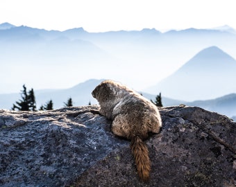Room With a View, wildlife, marmot, sunset, animals, wild animals, wall art, photograph, fine art, mount rainier, rainier
