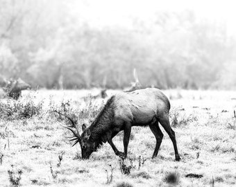 The Buck, wildlife, elk, elk herd, sunrise, foggy, mist, animals, wild animals, wall art, photograph, black and white, monochrome
