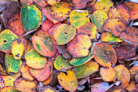 Frosted Foliage, fall color, autumn, fall, wall art, landscape, photography, photo, nature, print, fall leaves, PNW, abstract, Aspen trees