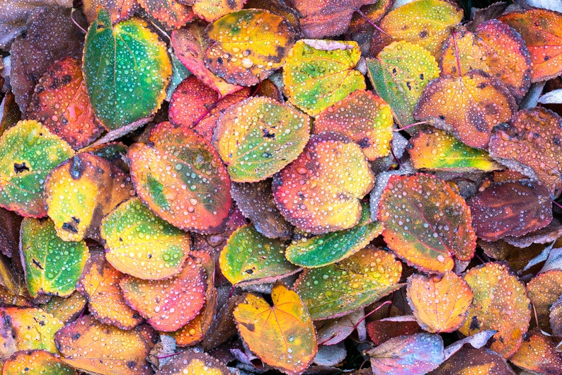 May include: A close-up of a pile of colorful autumn leaves with water droplets on them. The leaves are a mix of red, orange, yellow, and green.