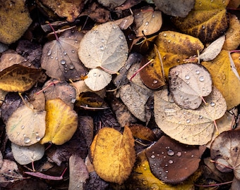 Dew Drops, fall color, autumn, fall, wall art, landscape, photography, photo, nature, print, fall leaves, PNW, abstract, maple
