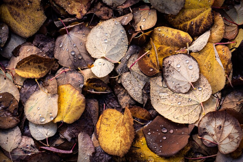 Puede incluir: Primer plano de un mont&oacute;n de hojas de oto&ntilde;o ca&iacute;das, muchas de las cuales son marrones y amarillas, con algunas hojas que tienen un tono blanco plateado. Las hojas est&aacute;n cubiertas de peque&ntilde;as gotas de agua, lo que les da un aspecto brillante.