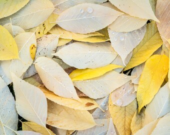 Fall Golds, fall color, autumn, fall, wall art, landscape, photography, photo, nature, print, fall leaves, PNW, abstract, maple