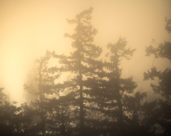 Atmosphere, trees, fog, foggy, wall art, Washington, mountains, cold, photo, photography, sunset, light rays
