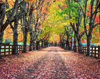 Fall Bliss, fall color, autumn, fall, wall art, landscape, photography, photo, nature, print, fall leaves, fall road, sunrise