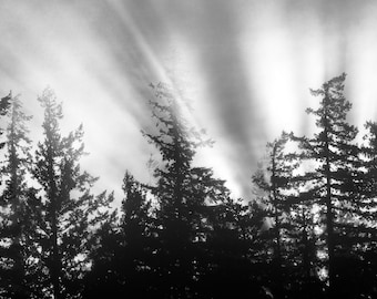 Rays, trees, fog, foggy, wall art, washington, mountains, cold, photo, photography, sunset, light rays