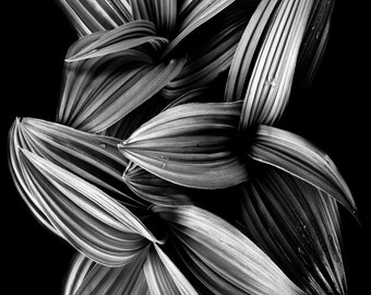 A BW Portrait, Mt Rainier, National Park, abstract, flowers, wall art, fine art, metal print, giclee print, landscape, nature, photograph