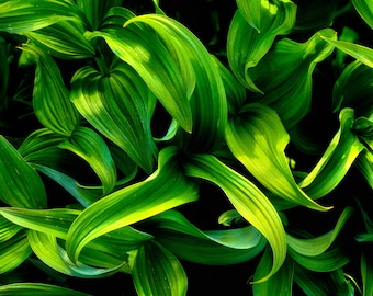 Footnote, wall art, landscape, photography, photo, nature, photo, print, abstract, plants,