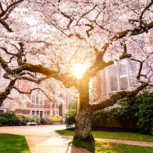 Cherry Blossom Sunrise, UW, Seattle, cherry blossoms, spring, flowers, sunrise, University of Washington, wall art, photo, photograph, PNW