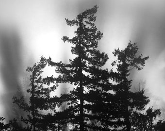 Punch It, trees, fog, foggy, wall art, washington, mountains, cold, photo, photography, sunset, light rays