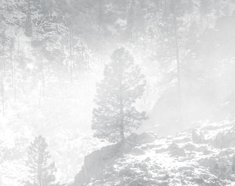 The Standout, winter, snow, trees, fog, foggy, wall art, washington, Leavenworth, mountains, cold, photo, photography