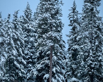 Snow Globe, winter, snow, trees, wall art, washington, snoqualmie pass, mountains, cold, holidays, photo, photography, metal