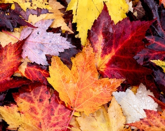 Fall Flora, fall color, autumn, fall, wall art, landscape, photography, photo, nature, print, fall leaves, PNW, abstract