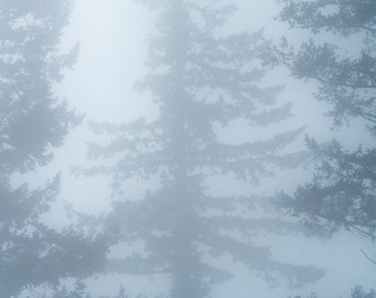 Framed, trees, fog, foggy, wall art, Washington, mountains, cold, photo, photography, sunset