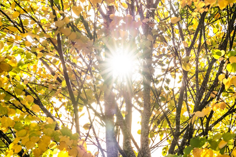 May include: A close-up view of a tree with yellow leaves, the sun shining brightly through the branches.