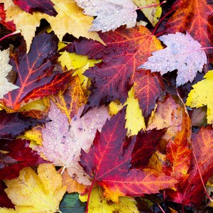 Leaf Litter, fall color, autumn, fall, wall art, landscape, photography, photo, nature, print, fall leaves, PNW, abstract