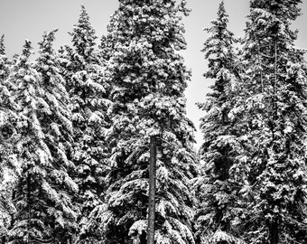 Snow Globe Mono, winter, snow, trees, wall art, washington, snoqualmie pass, mountains, cold, holidays, photo, photography, metal