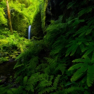 Fern Gully, wall art, landscape, photography, photo, nature, photo, print, waterfall, waterfalls, oregon, gorge, mossy grotto