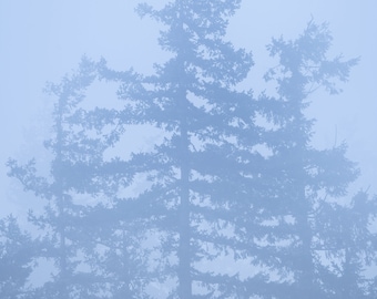 Winter Blues, trees, fog, foggy, wall art, Washington, mountains, cold, photo, photography, sunset